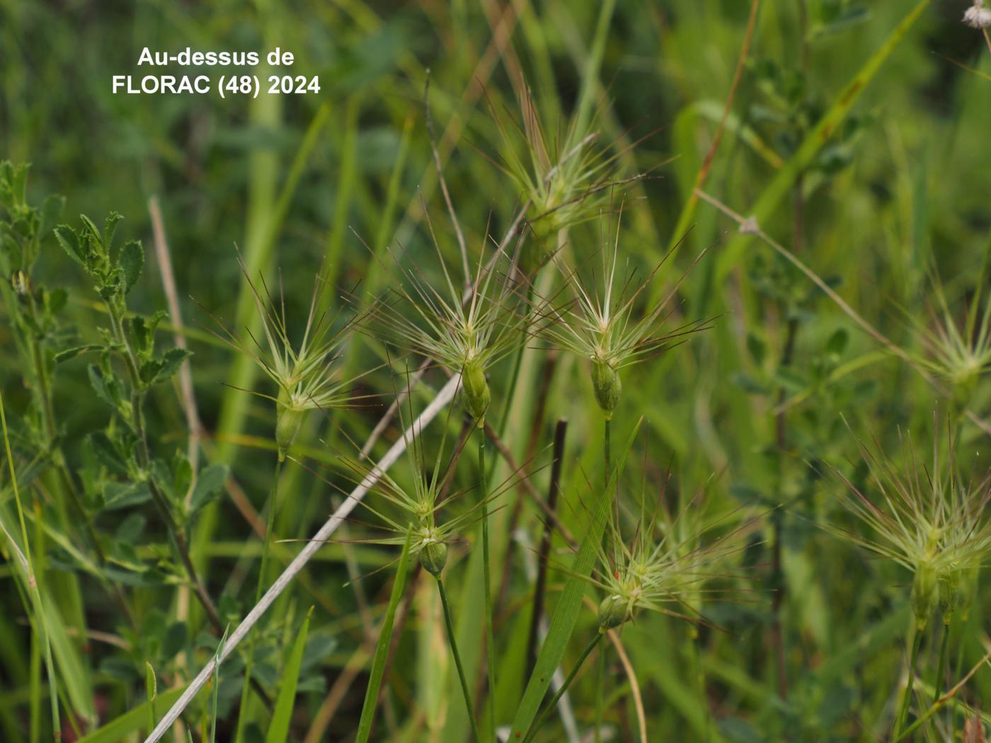 Goatgrass, Ovate plant